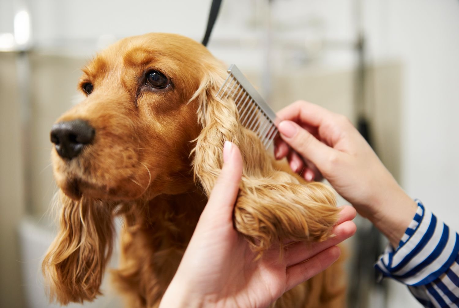 Top 5 Winter Grooming Tricks