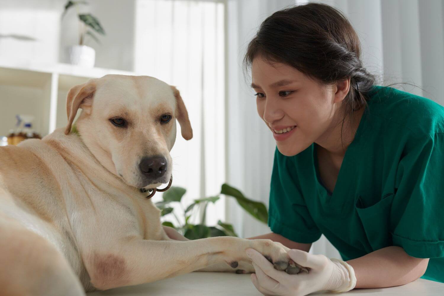 2023 Free Eye Exams for Dogs