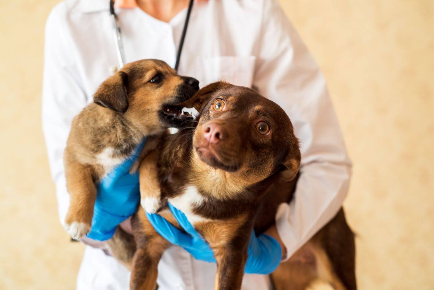 6 Dental Emergencies in Pets